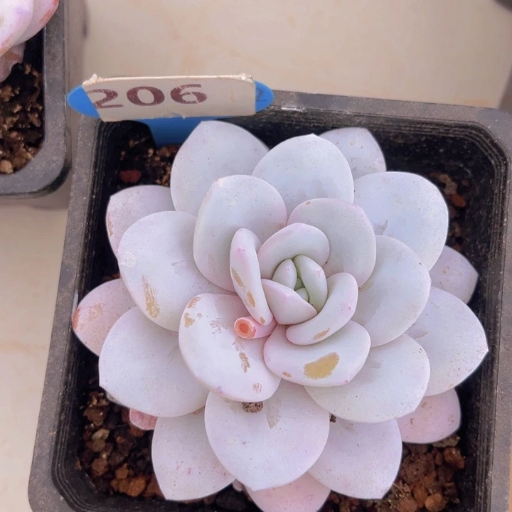 健健康康平平安安