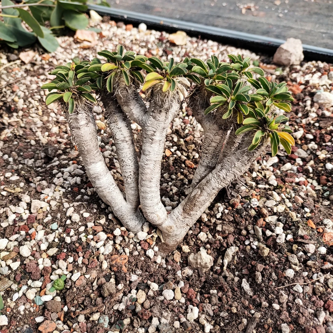 鬼切阁大戟稀有18cm 沙生植物多肉植物
