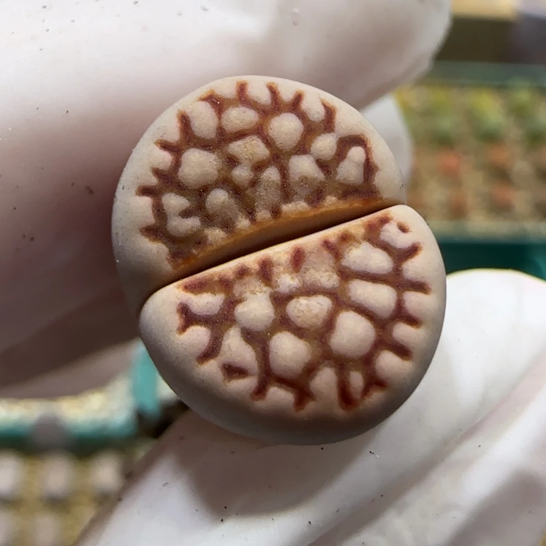 9.18。  网纹寿丽。9008微腿