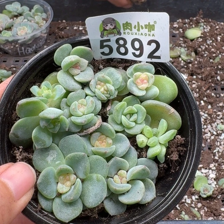 多肉植物多肉植物
