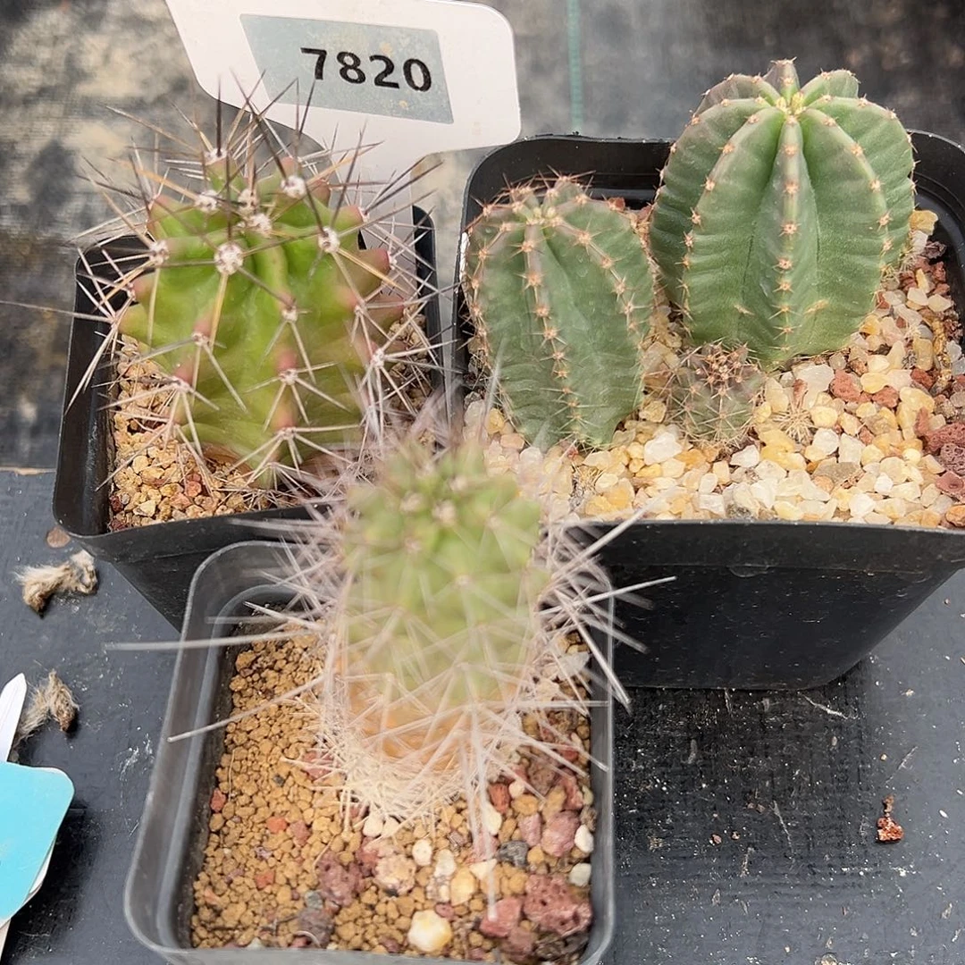 7820一起共5棵实生裸根发货