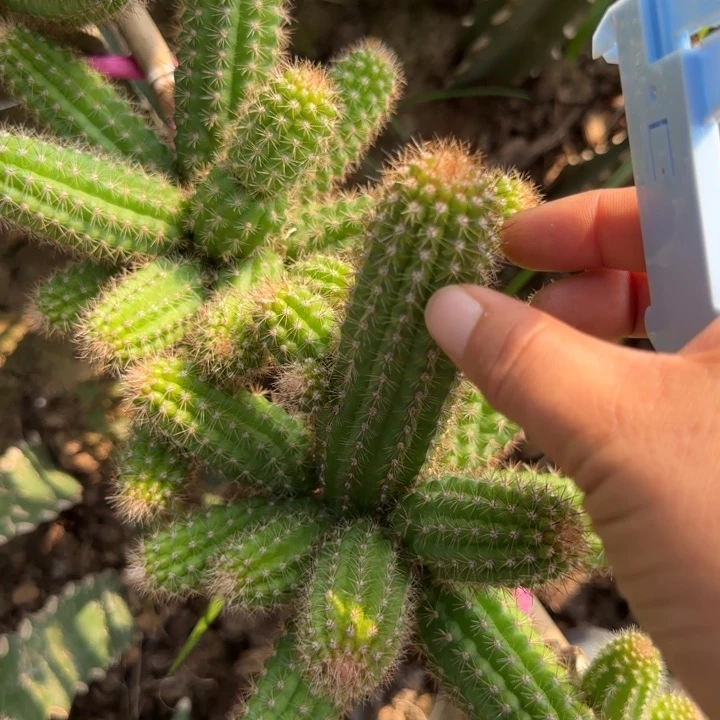 681白潭无根侧芽小