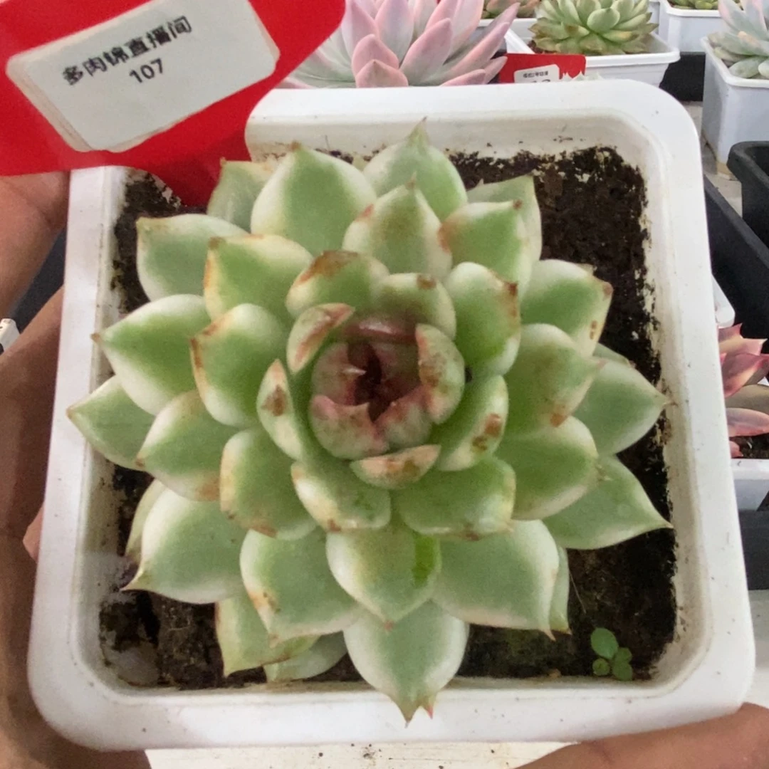 107号黑水晶锦多肉