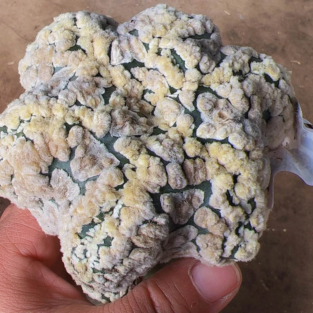 花园海星兜仙人球995