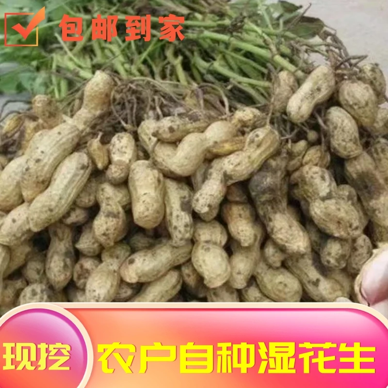 粉皮新鲜湿花生2025年新鲜花生现挖现发带壳湿花生带泥湿花生新鲜