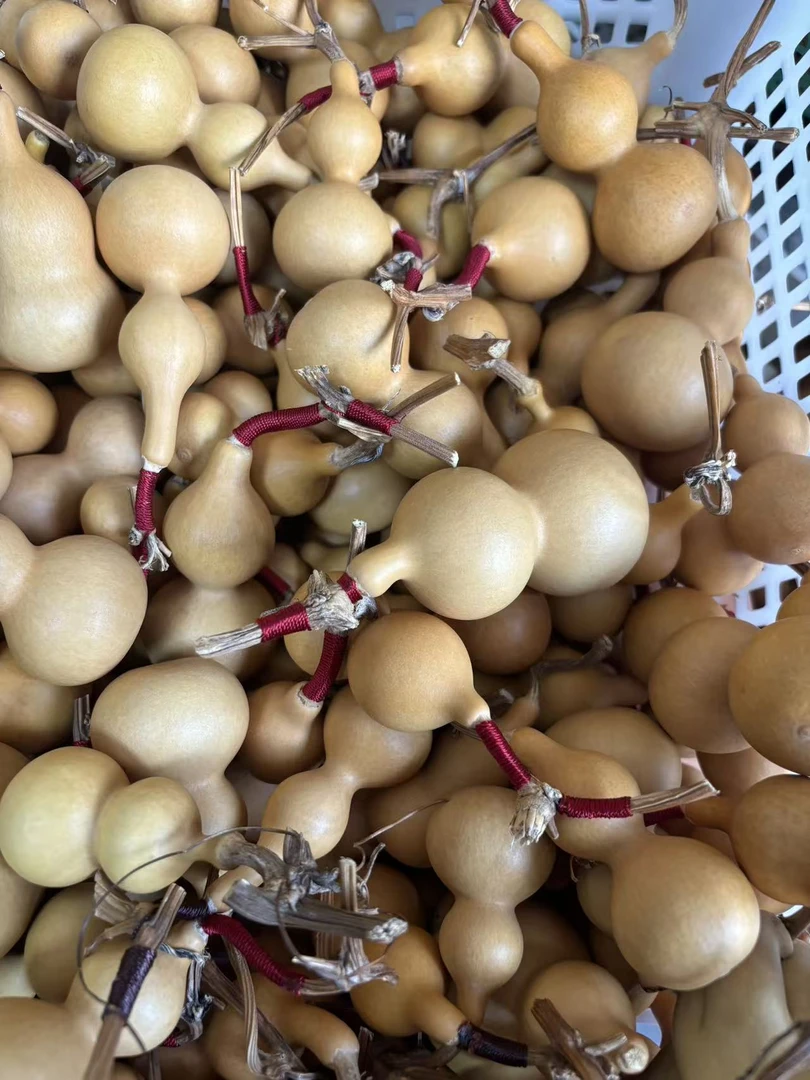 天然天津嘴一枚！！！