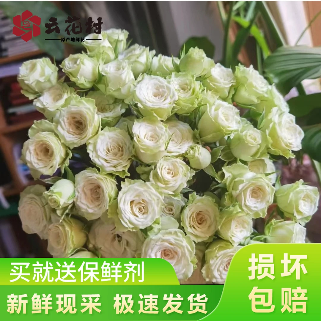 繁星泡泡10支 【全店任意满两件发顺风京东】云南新鲜鲜花