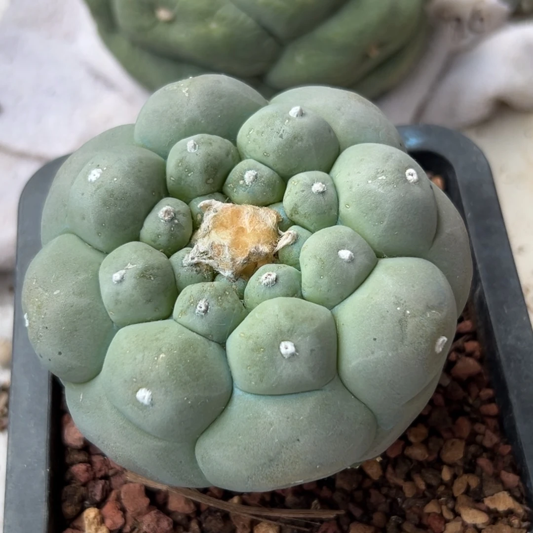 小*胖接疣发货 仙人球的 581