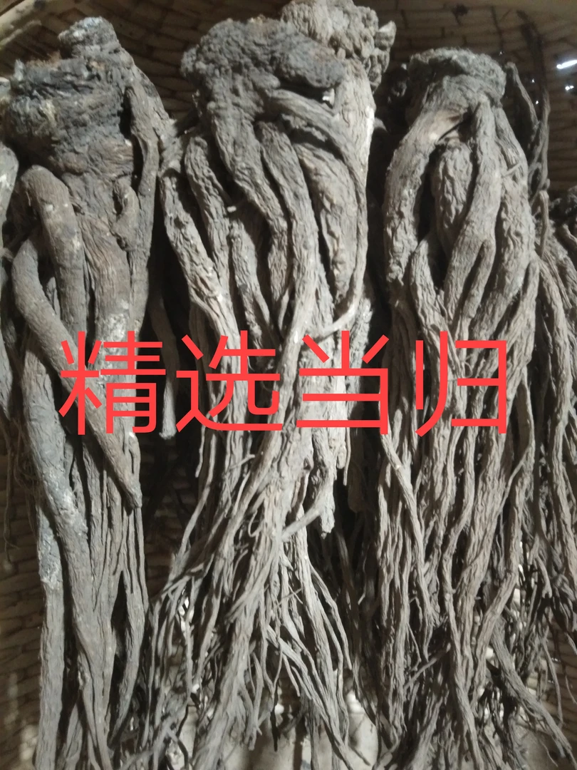 正宗当归特大好东西