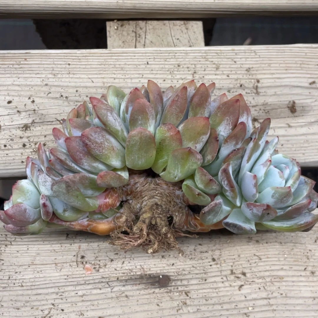 32区九头紫皮星影朵朵缀