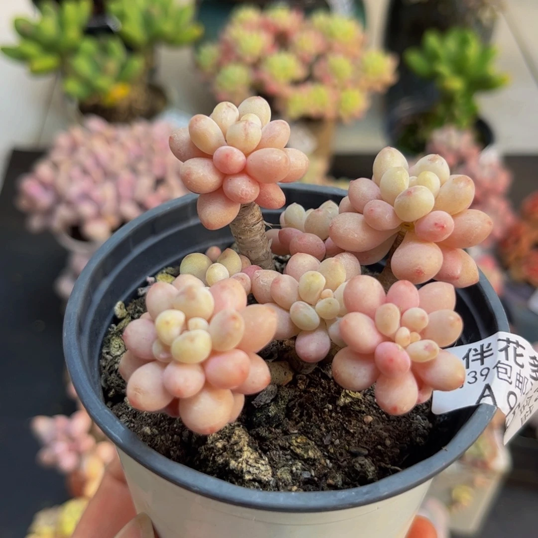 951鱼子酱6cmdr植物