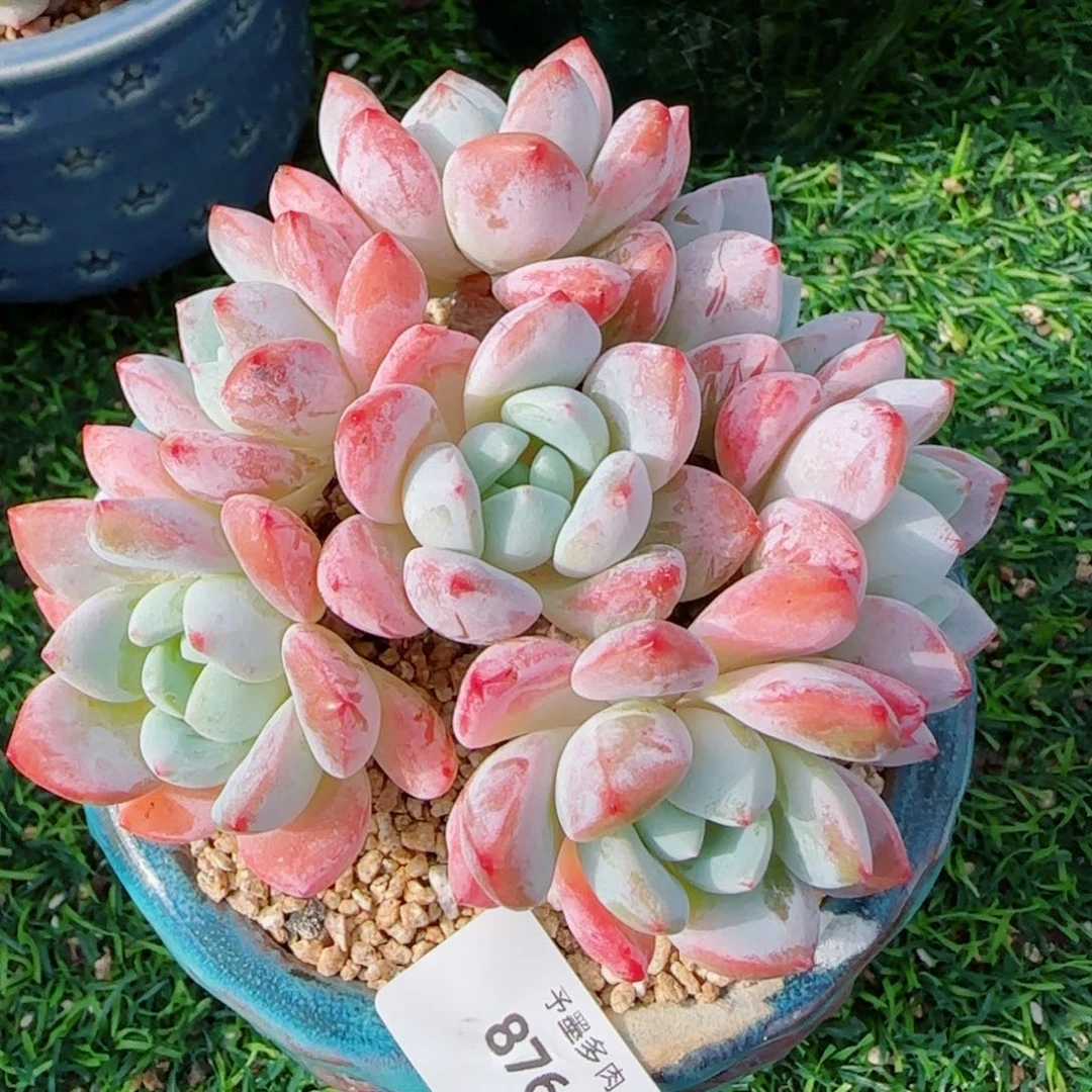 冷香无砍，8760多肉植物