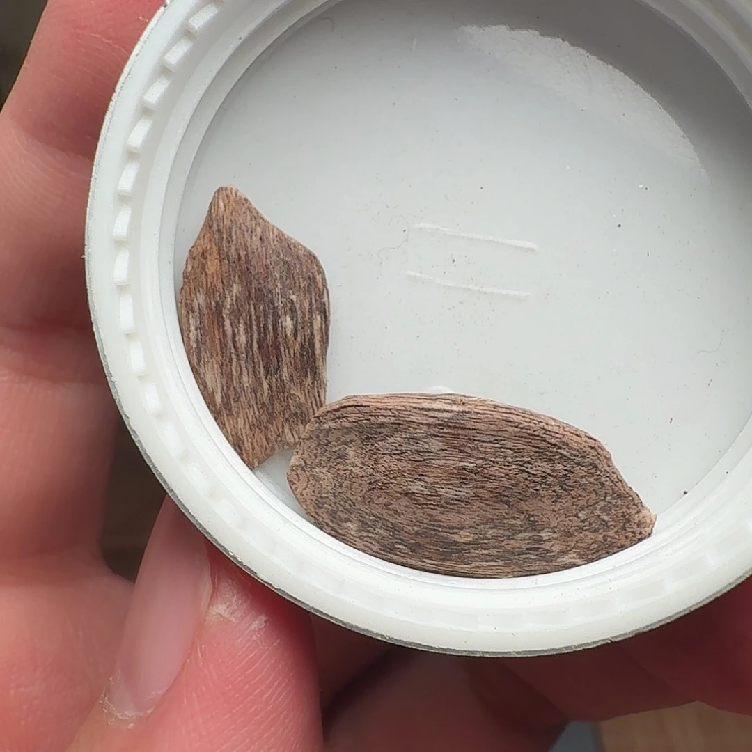 沉香香港大屿山棋韵瓜子