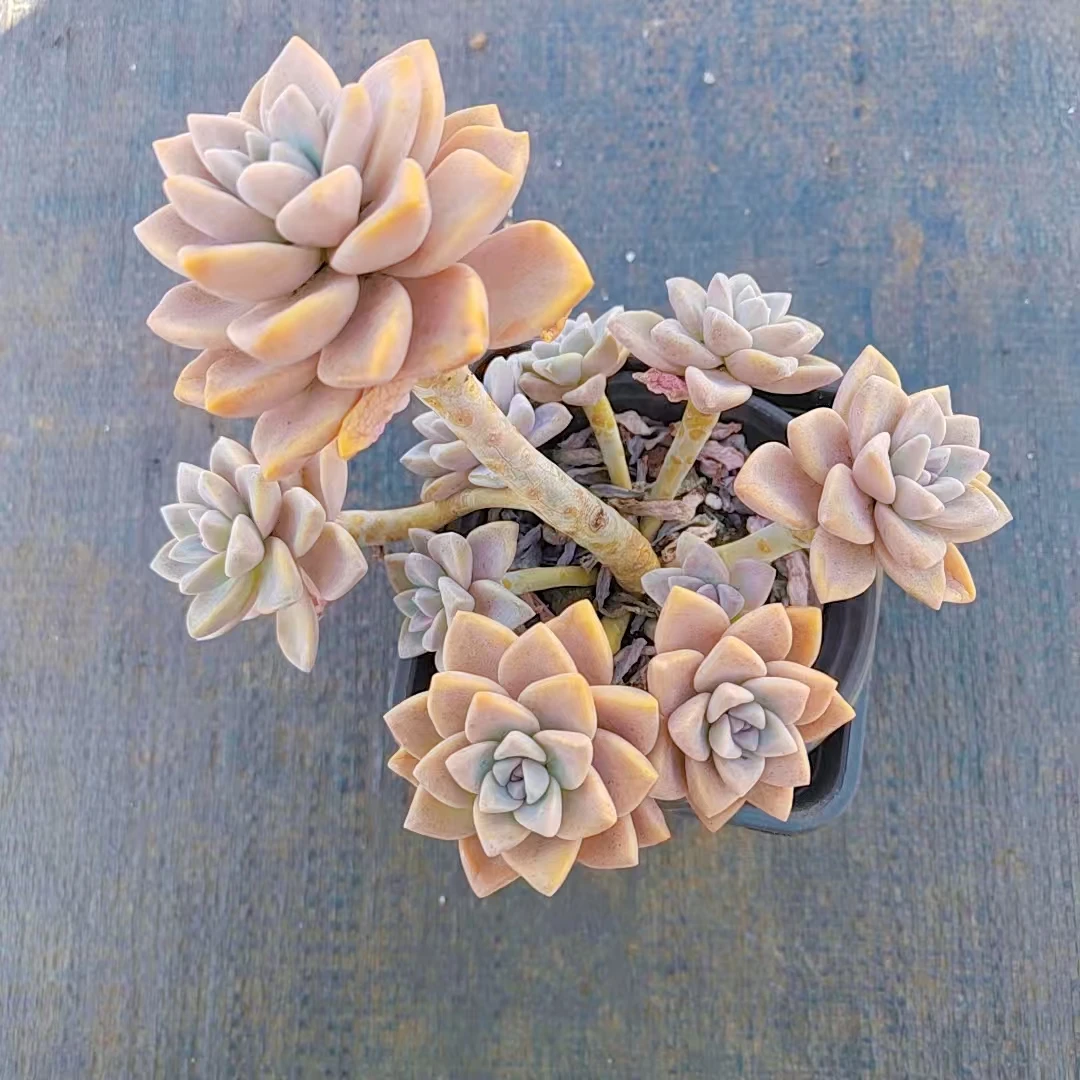 【淡雪多肉 一颗 满9.9包邮】阳台露台绿植栽种养护