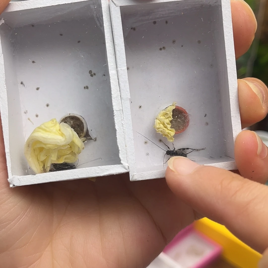 水铃2条哈哈哈哈哈哈