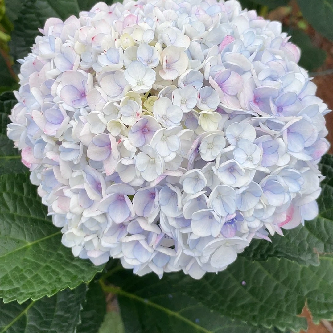 绣球切花一物一拍3枝起包邮，拳头大132