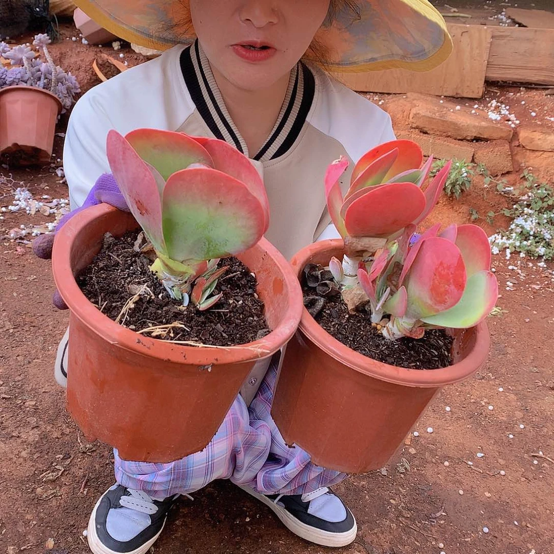 唐寅2个9.9 多肉植物