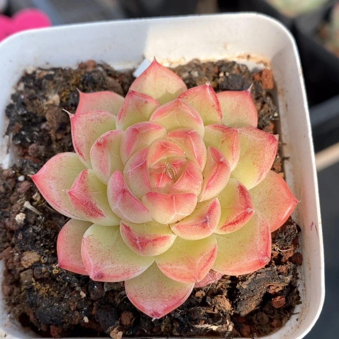 精品多肉一物一的拍181