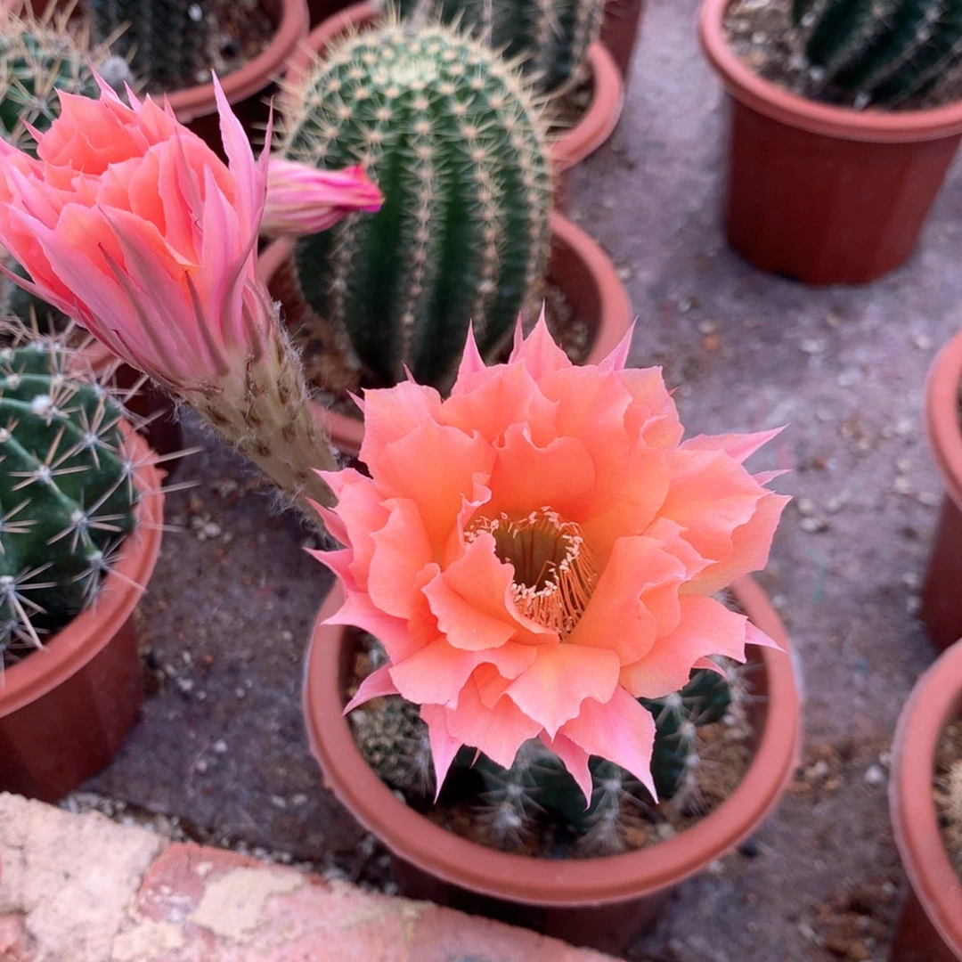 3725实生彩草15公分杯