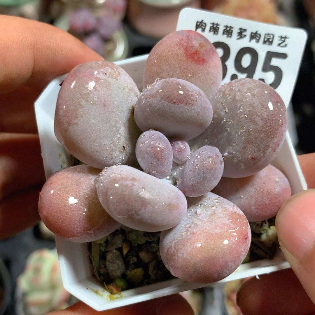 5CM拇指盆精控多肉ZO895