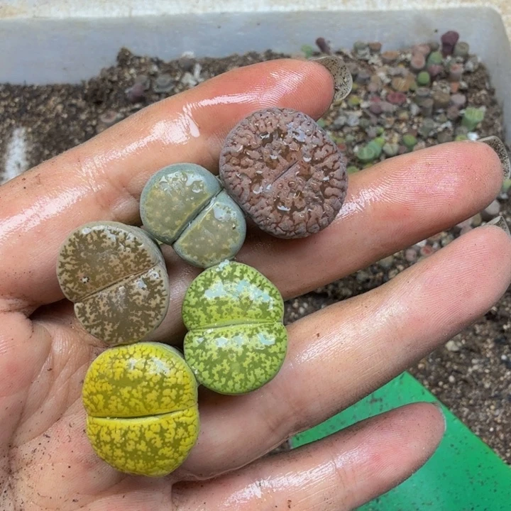 多肉植物的生长紫46