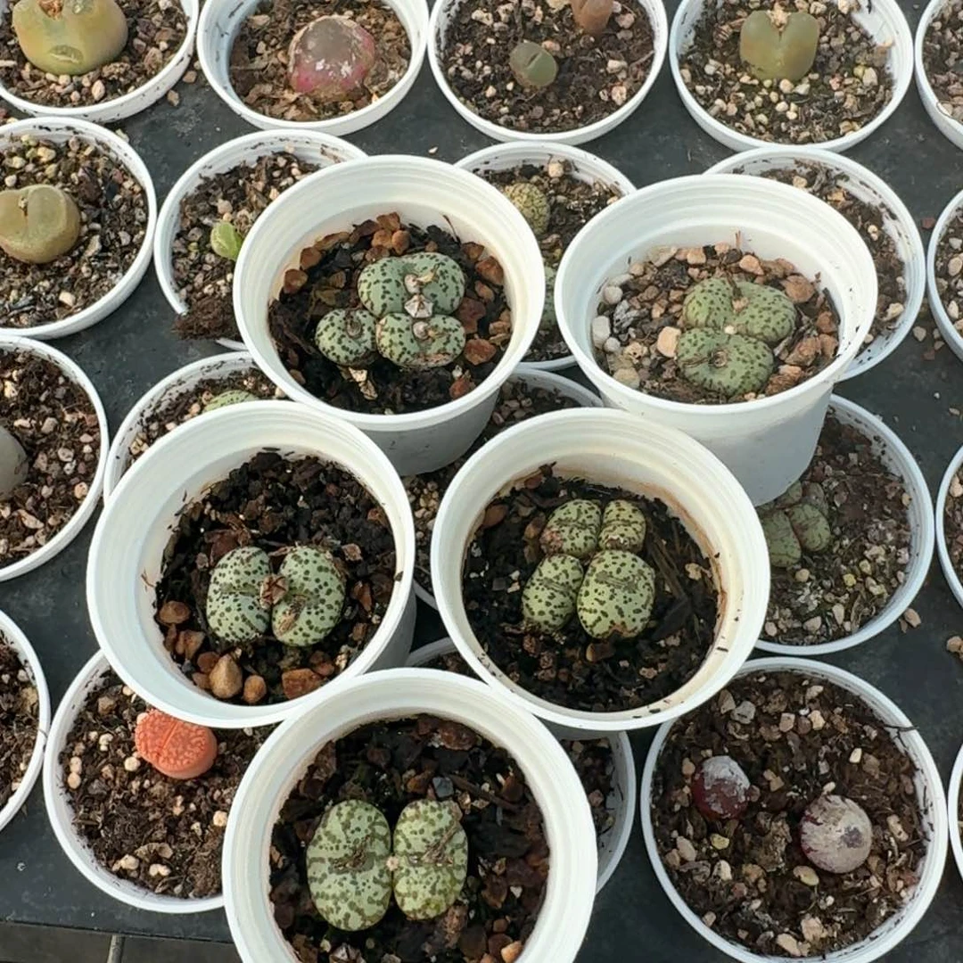 65带盆土发货安贞五颗