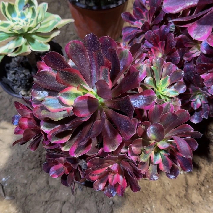 美杜莎周正9.9。