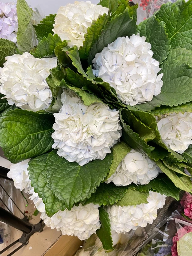 白色绣球绣球3支送1支（到手4支）