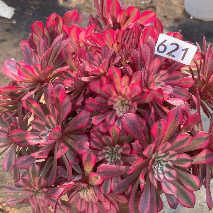 621多肉植物红铜白