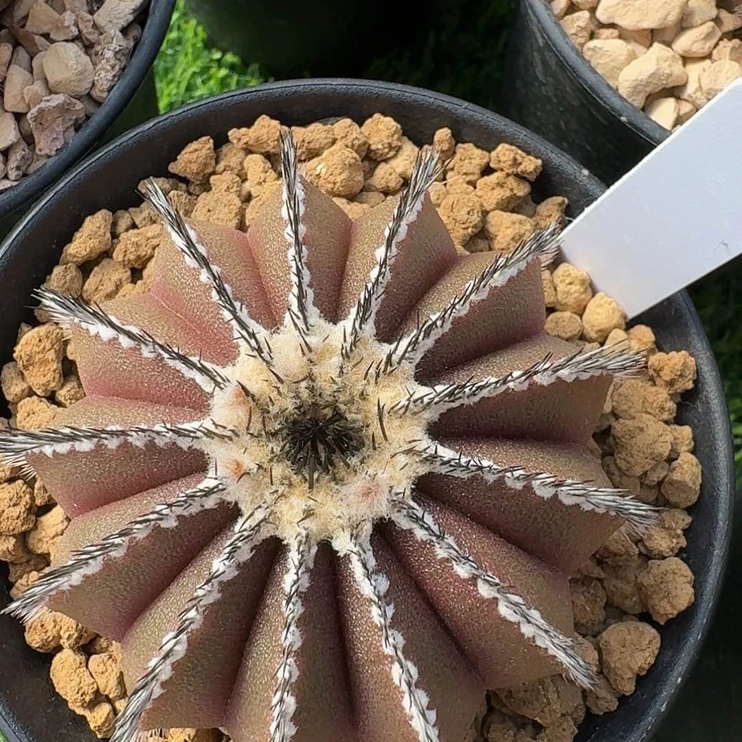 尤博……专拍直播间