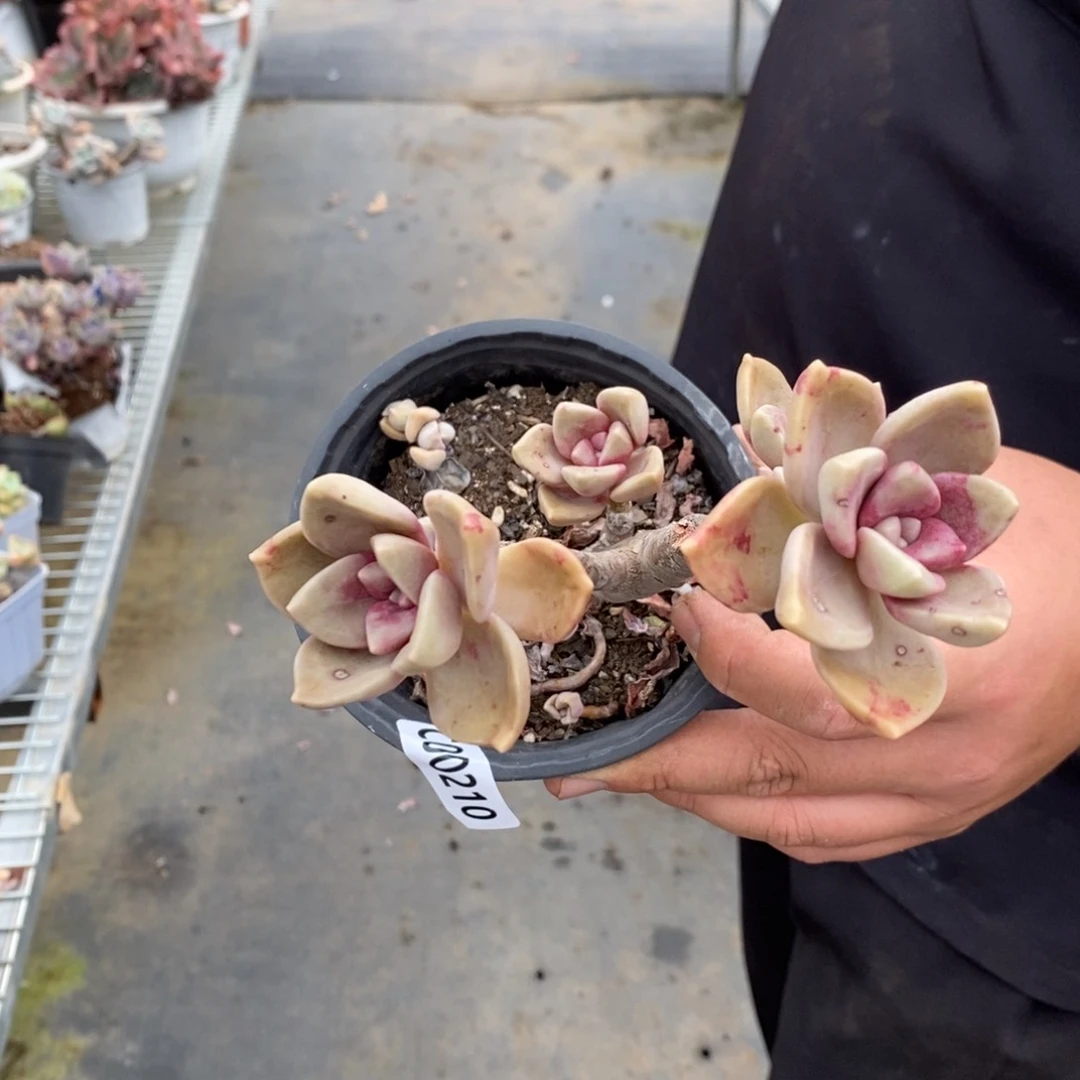 一物一拍鹅肝210