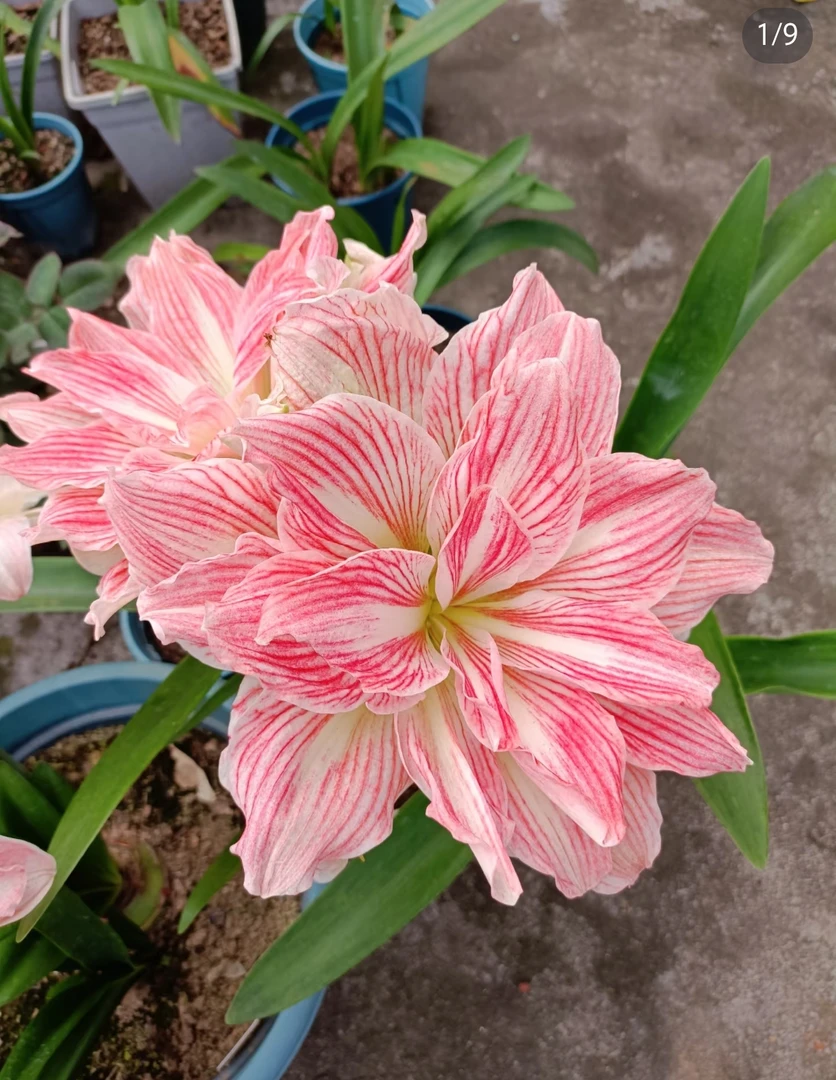 朱顶红种球美丽仙女