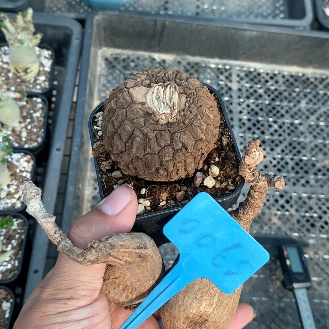 龙甲龟个奇异油柑