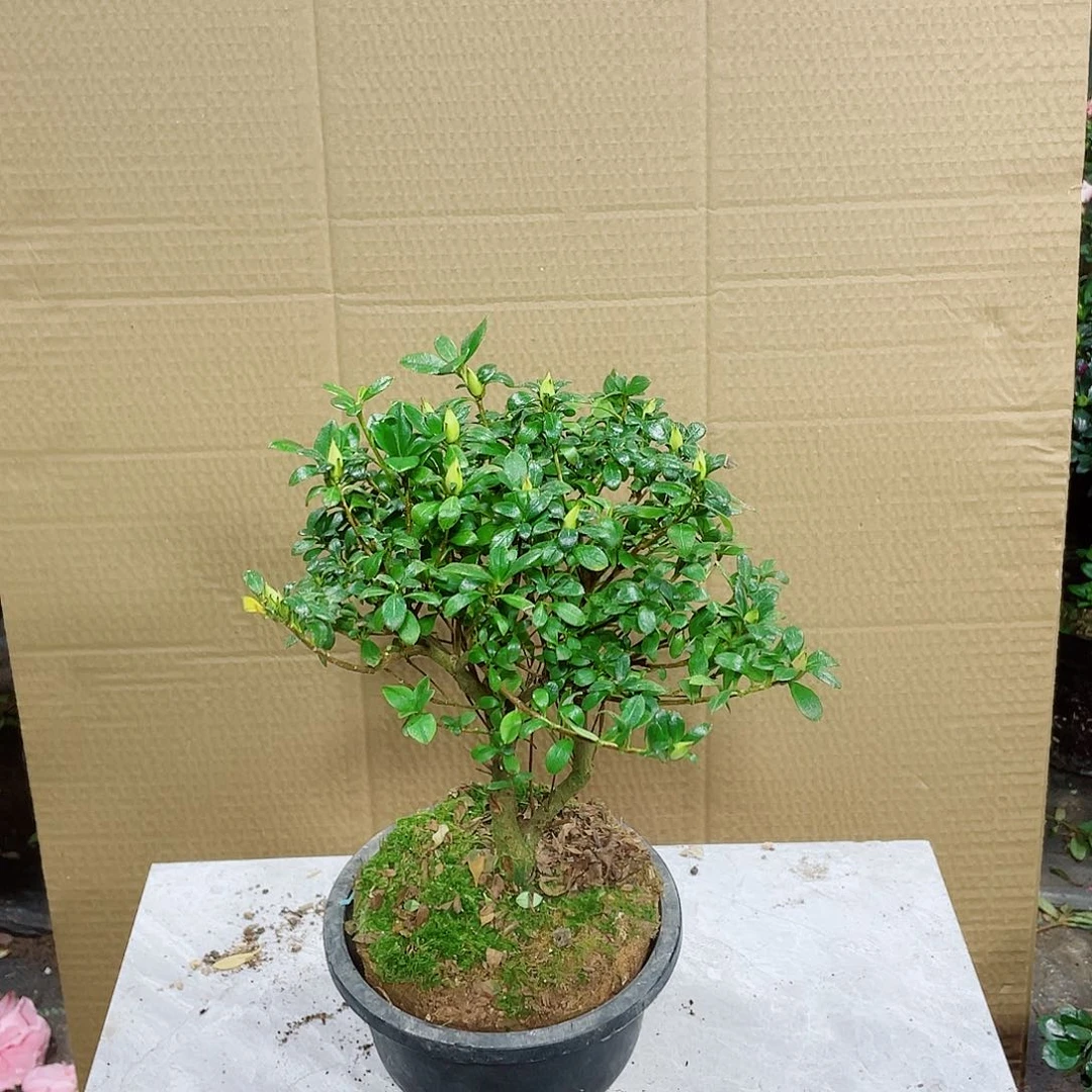 小***帥完全开放娟之舞杜鹃