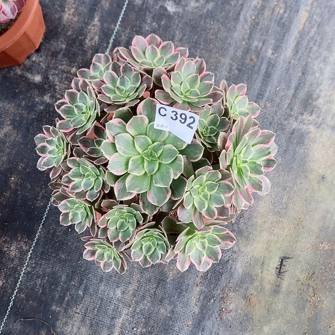 幻莎392多肉111111