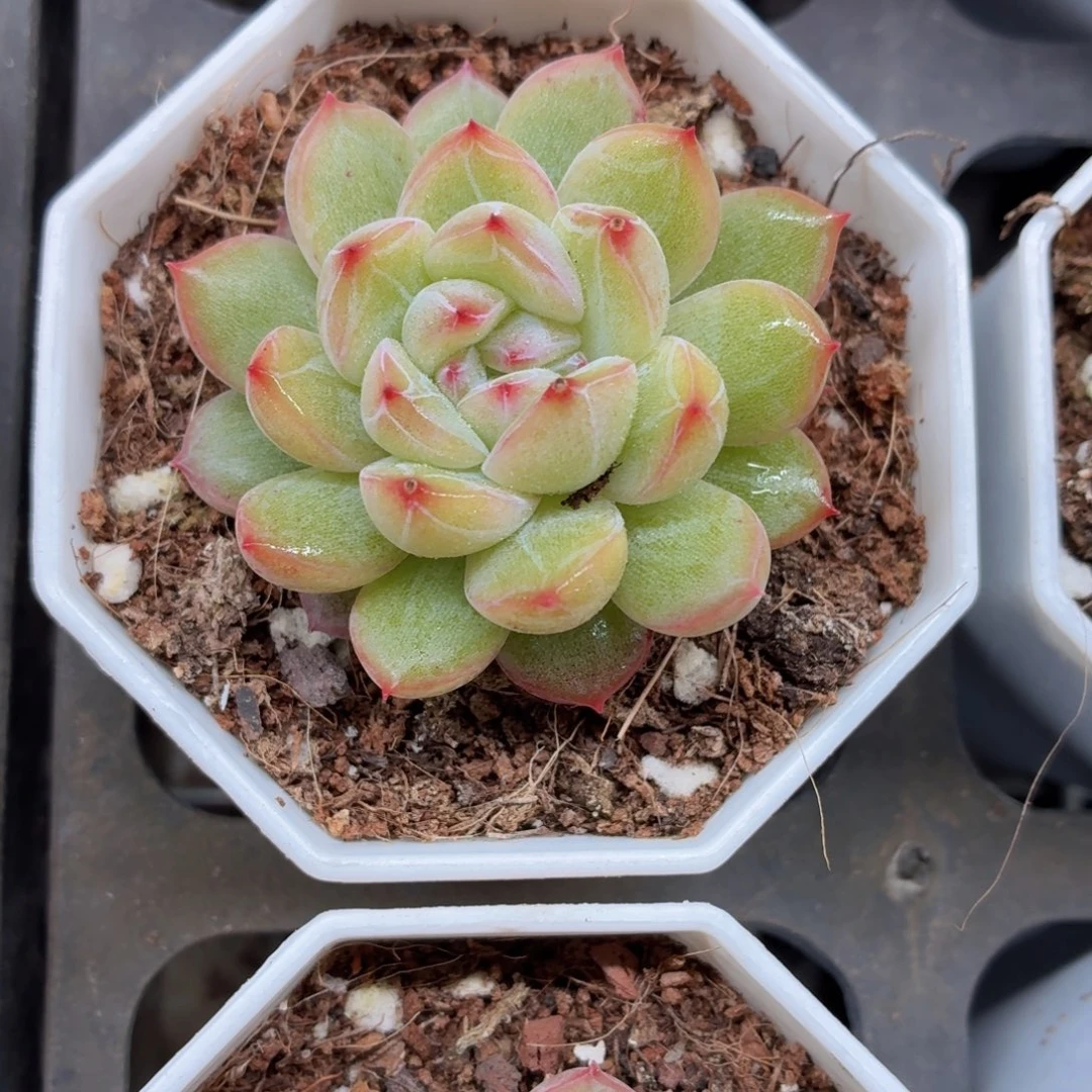 雪花珍妮多肉9.9包邮发货