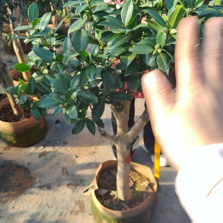全部花苞复色期望不包邮