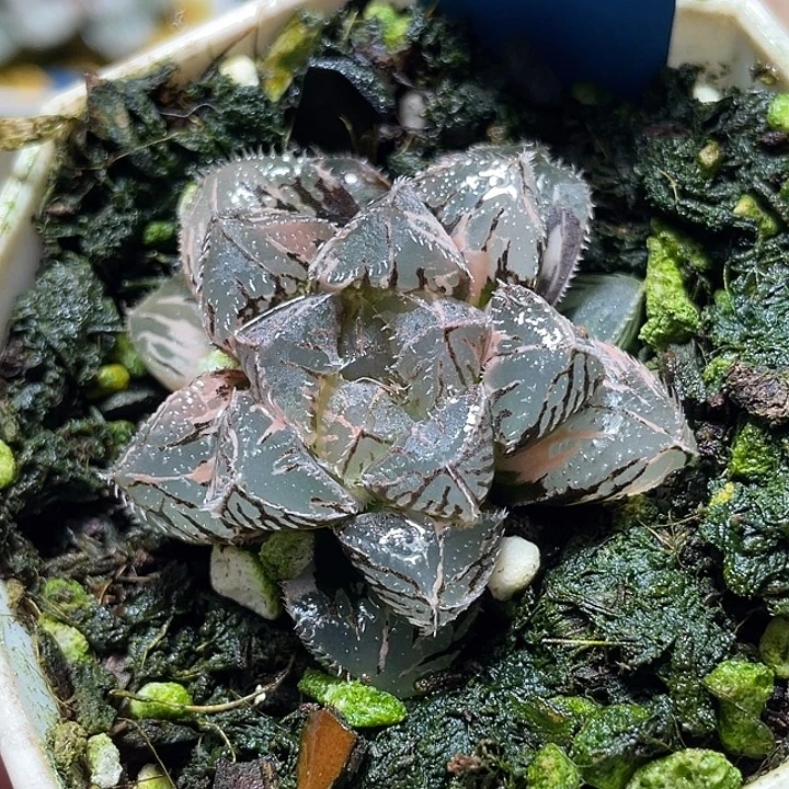 815粉黛锦特选福利