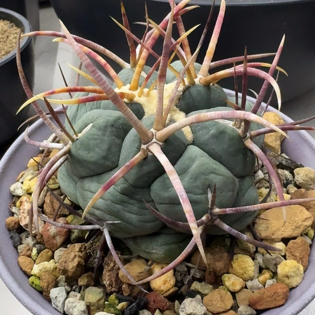 实生高木绯冠龙仙人球