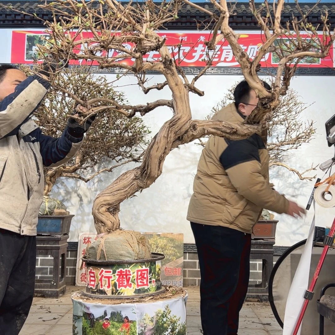无花朵金银花58885885588555555555