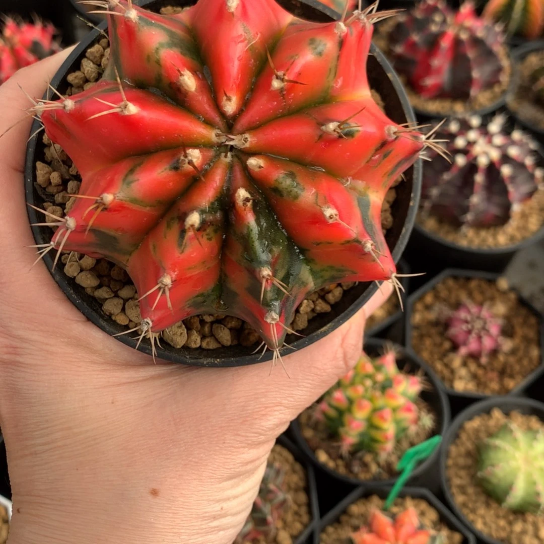 用****2仙人球一物一拍米哈