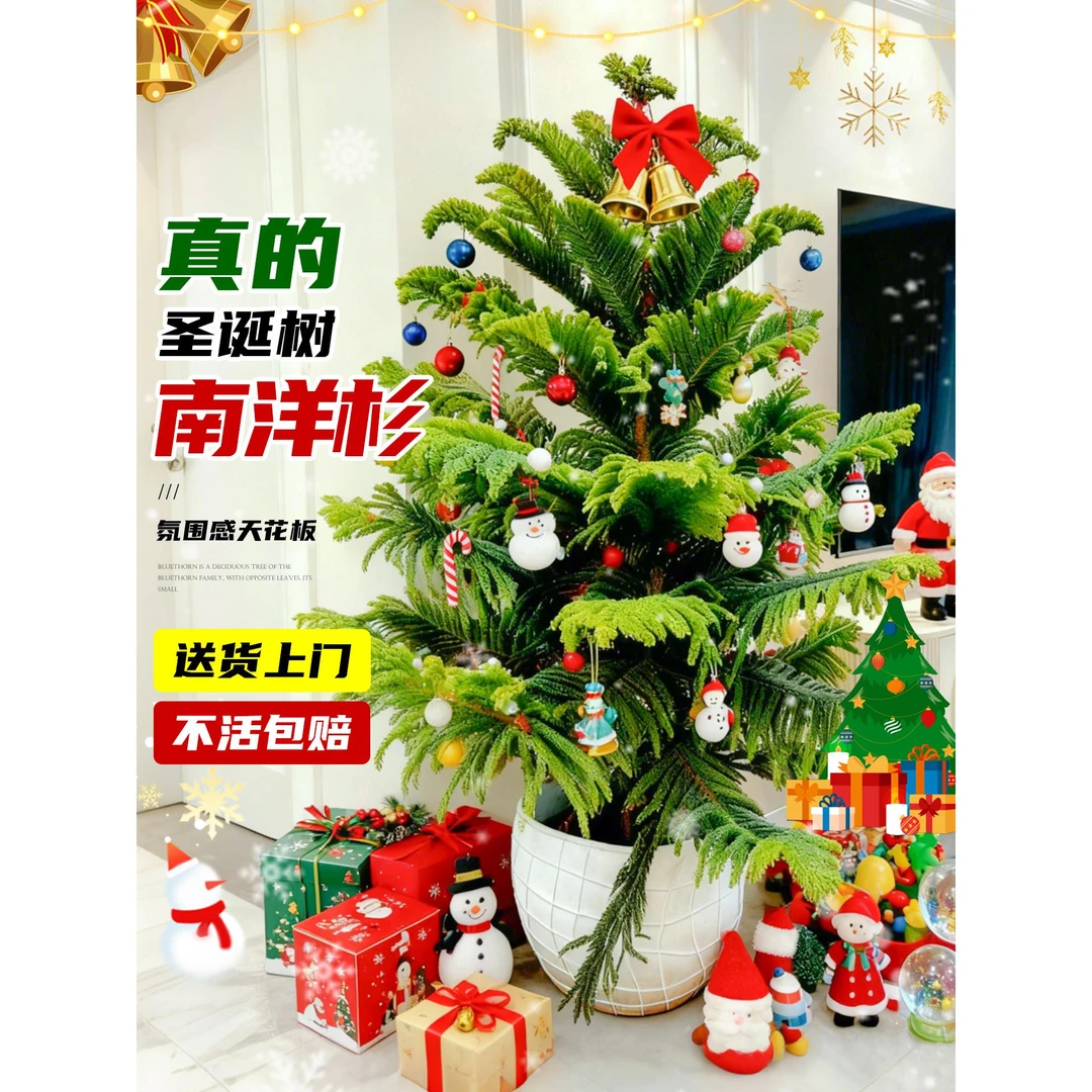圣诞节真树南洋杉盆栽圣诞节日装饰礼物氛围感诺贝松室内客厅绿植