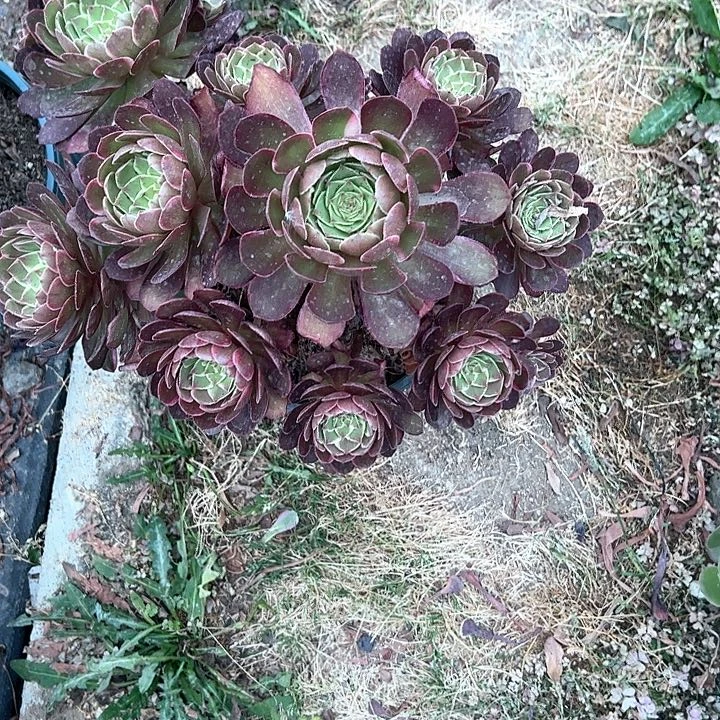 0015莲花座多肉植物