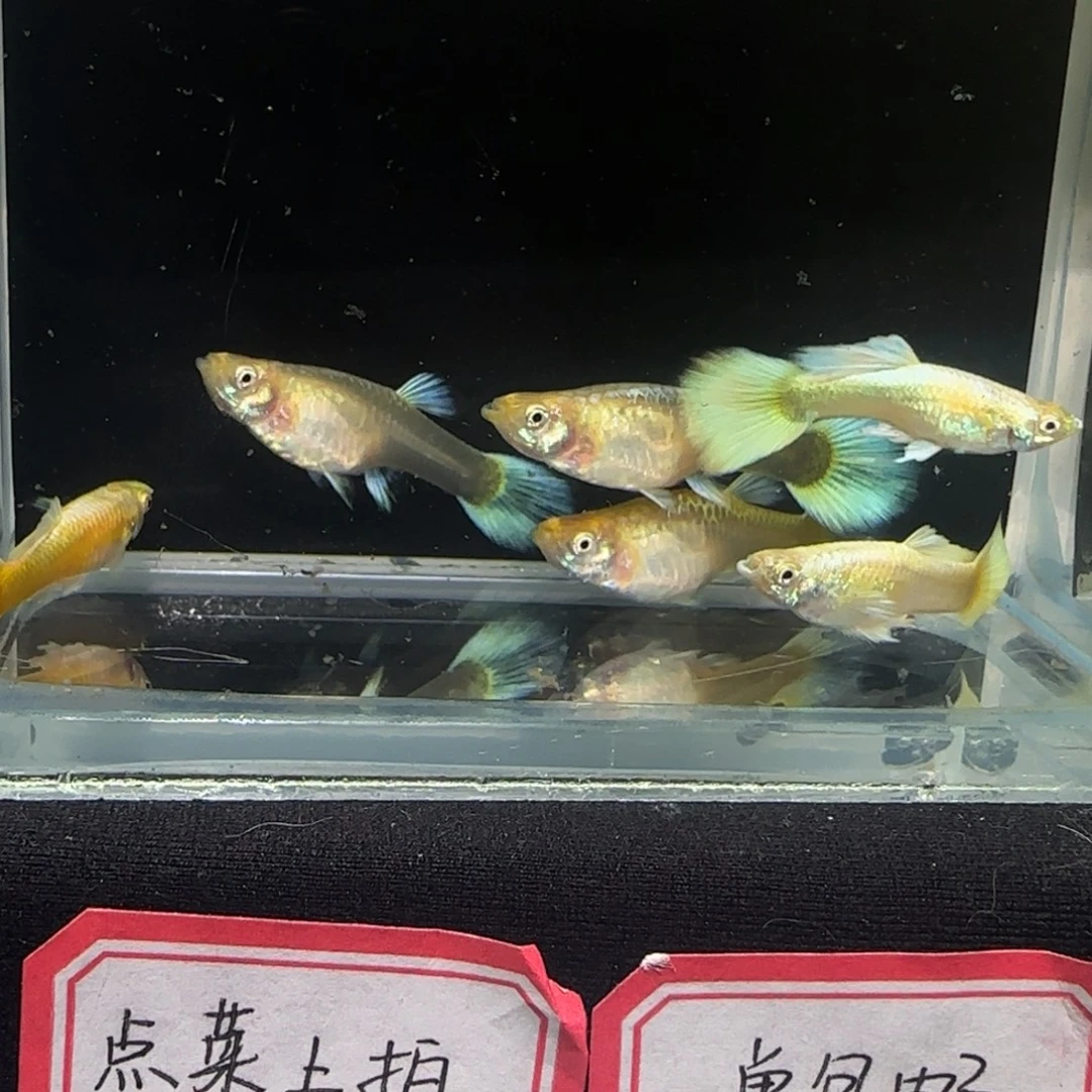 精品满鳞黄金3对包邮