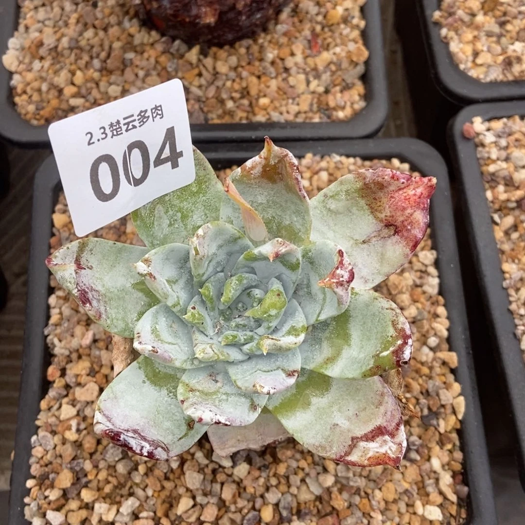 004浦西菲克多肉植物