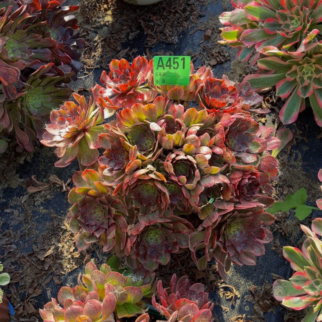 万七彩法师朵朵1-28