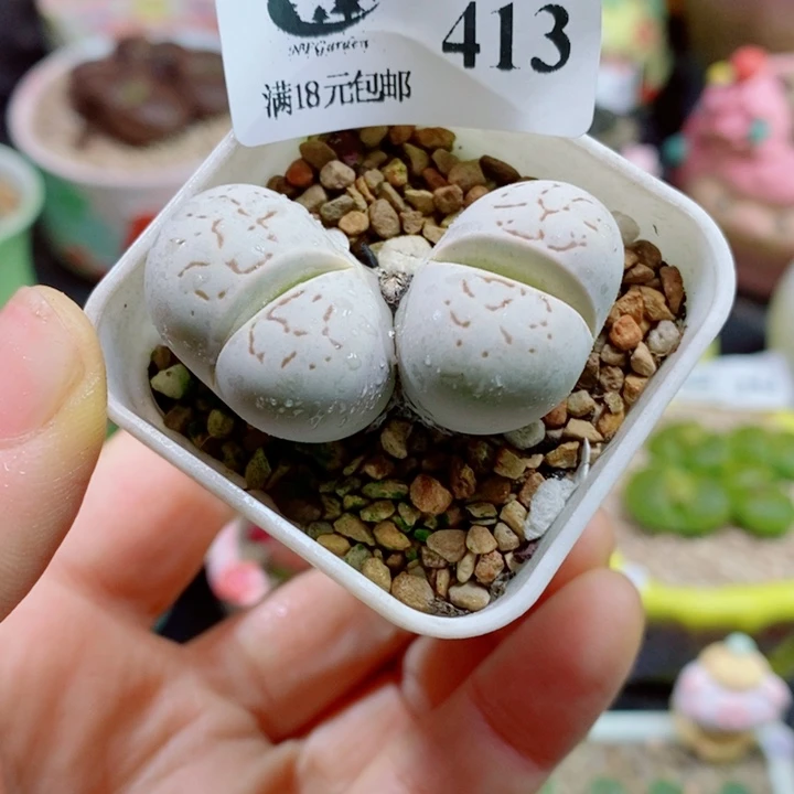 生石花花花花花花413