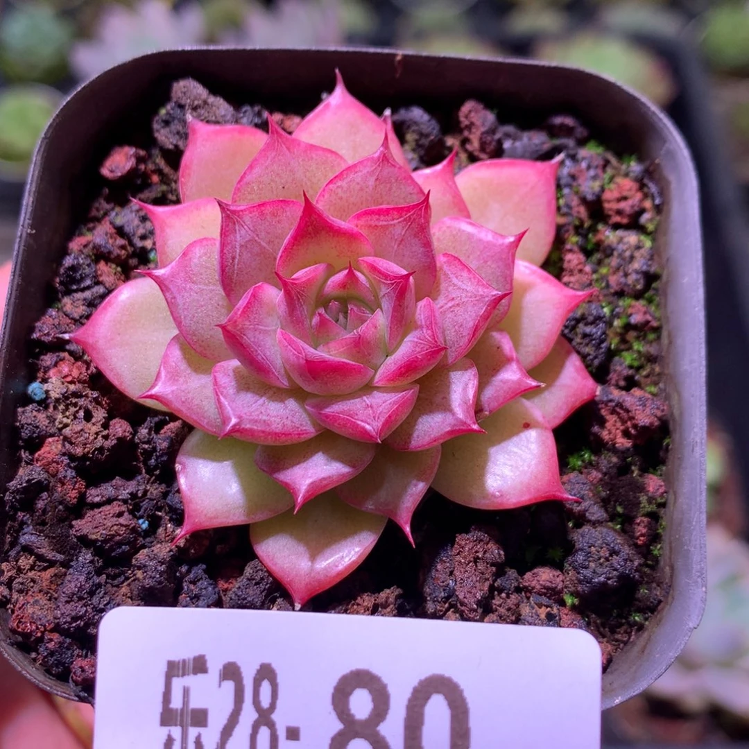 乐然28-80 小海螺