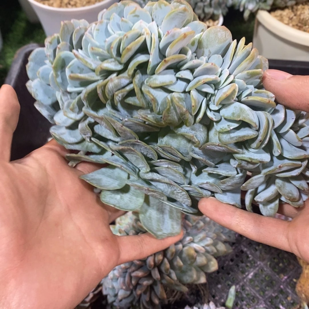 黑***米一物一拍奶茶缀化