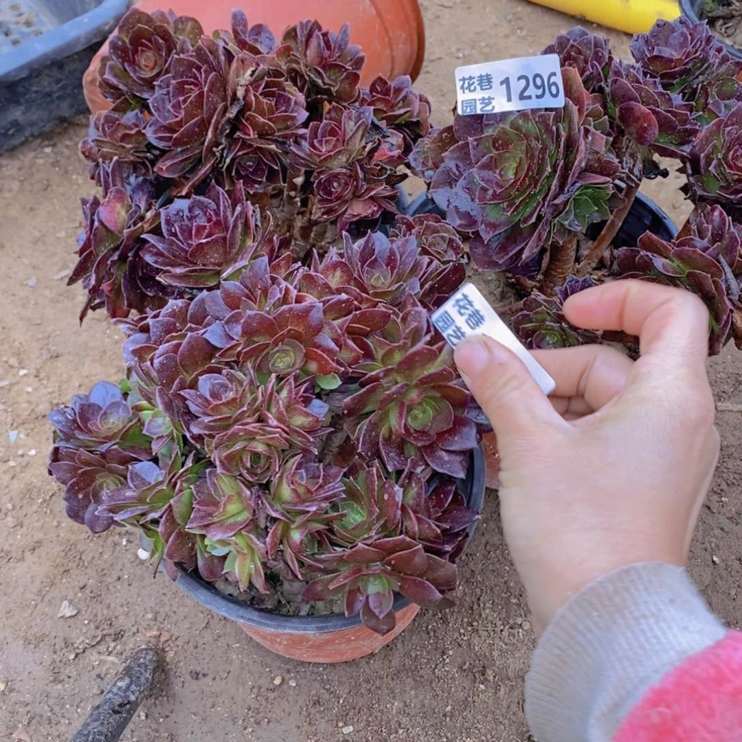 1298-96+97 号一物一拍多肉植物